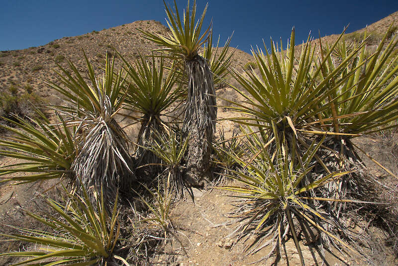 Yucca schidigera, in its native habitat — Karel Štípek, Austria