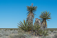 Sharp, sword-like leaves of Mojave yucca, Nevada 